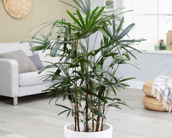 Комнатные растения похожие на пальму (44 фото)